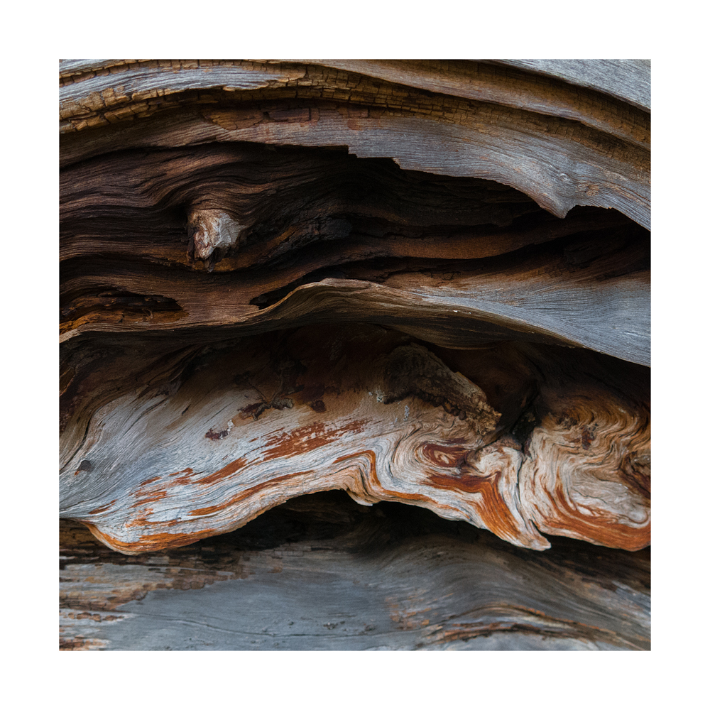 Scot Pine Roots
