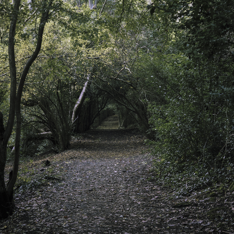 Brincliffe Edge Woods