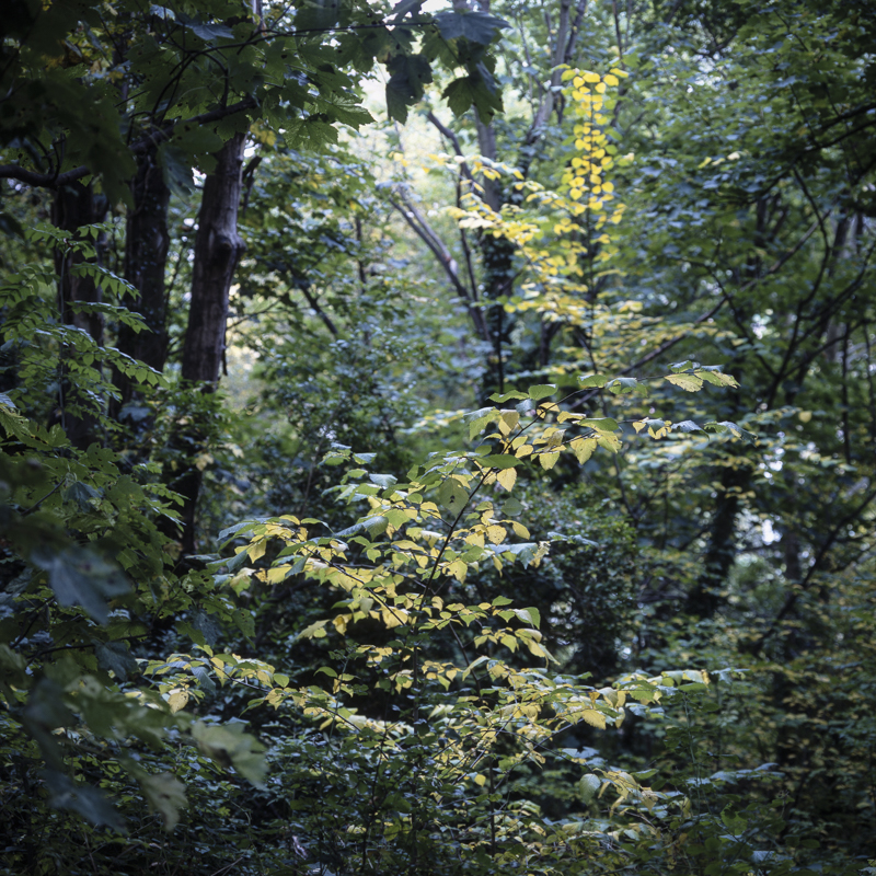 Brincliffe Edge Woods